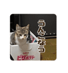 あだちけのペットスタンプ（個別スタンプ：20）