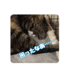あだちけのペットスタンプ（個別スタンプ：22）