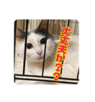 あだちけのペットスタンプ（個別スタンプ：28）