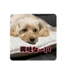 あだちけのペットスタンプ（個別スタンプ：29）
