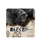 あだちけのペットスタンプ（個別スタンプ：32）