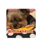 あだちけのペットスタンプ（個別スタンプ：34）
