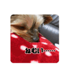 あだちけのペットスタンプ（個別スタンプ：35）