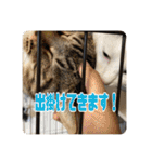 あだちけのペットスタンプ（個別スタンプ：37）