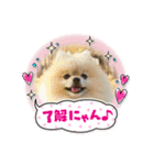pomeranian kaito（個別スタンプ：1）