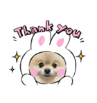 pomeranian kaito（個別スタンプ：3）