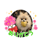 pomeranian kaito（個別スタンプ：4）