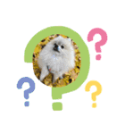 pomeranian kaito（個別スタンプ：5）