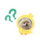 pomeranian kaito（個別スタンプ：6）