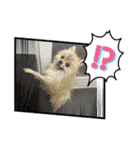 pomeranian kaito（個別スタンプ：7）