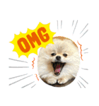 pomeranian kaito（個別スタンプ：8）