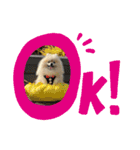 pomeranian kaito（個別スタンプ：9）