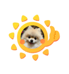 pomeranian kaito（個別スタンプ：11）