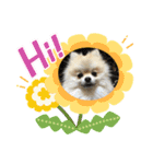 pomeranian kaito（個別スタンプ：13）