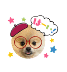 pomeranian kaito（個別スタンプ：16）