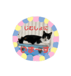 ねこたちのすたんぷ！（個別スタンプ：1）