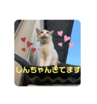 ねこたちのすたんぷ！（個別スタンプ：2）