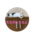 ねこたちのすたんぷ！（個別スタンプ：3）