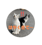 ねこたちのすたんぷ！（個別スタンプ：4）