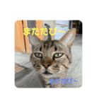 ねこたちのすたんぷ！（個別スタンプ：5）