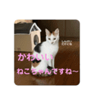 ねこたちのすたんぷ！（個別スタンプ：8）