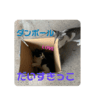 ねこたちのすたんぷ！（個別スタンプ：9）