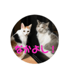 ねこたちのすたんぷ！（個別スタンプ：10）