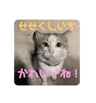 ねこたちのすたんぷ！（個別スタンプ：11）