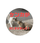 ねこたちのすたんぷ！（個別スタンプ：13）