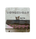 ねこたちのすたんぷ！（個別スタンプ：14）