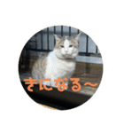 ねこたちのすたんぷ！（個別スタンプ：15）