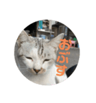ねこたちのすたんぷ！（個別スタンプ：16）