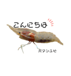 リアル深海魚スタンプ（個別スタンプ：2）