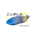 リアル深海魚スタンプ（個別スタンプ：3）