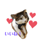 ねこのミー（いいね編）（個別スタンプ：1）