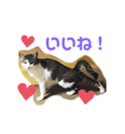 ねこのミー（いいね編）（個別スタンプ：2）