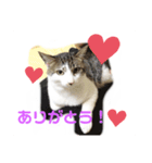 ねこのミー（いいね編）（個別スタンプ：5）
