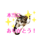 ねこのミー（いいね編）（個別スタンプ：6）