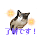 ねこのミー（いいね編）（個別スタンプ：7）