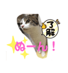 ねこのミー（いいね編）（個別スタンプ：8）
