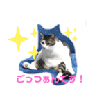 ねこのミー（いいね編）（個別スタンプ：10）