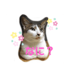 ねこのミー（いいね編）（個別スタンプ：11）