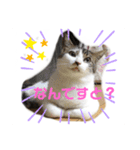 ねこのミー（いいね編）（個別スタンプ：12）