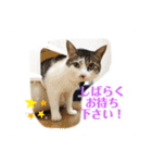 ねこのミー（いいね編）（個別スタンプ：13）
