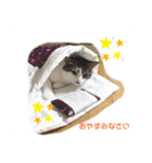ねこのミー（いいね編）（個別スタンプ：16）