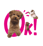 プードル犬マロン3（個別スタンプ：1）