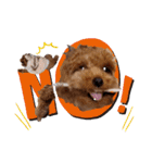 プードル犬マロン3（個別スタンプ：2）