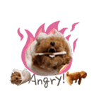 プードル犬マロン3（個別スタンプ：3）