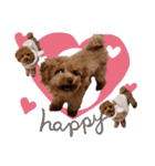 プードル犬マロン3（個別スタンプ：4）