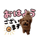 プードル犬マロン3（個別スタンプ：5）